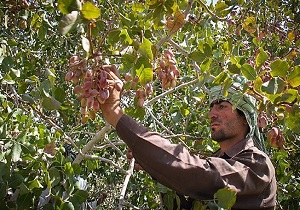 آغاز برداشت پسته در شهرستان سرایان/نوسانات دمایی عامل کاهش تولید پسته