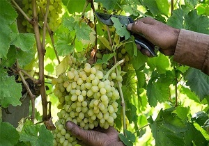 آغاز برداشت انگور در تاکستان