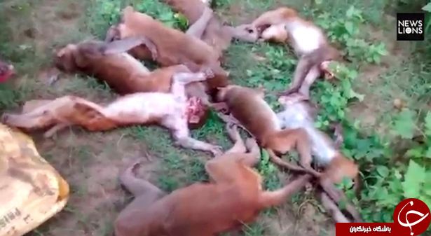 سکته قلبی 12 میمون در هند از ترس ببر وحشی!+ عکس