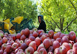 آذربایجان غربی تامین کننده نیمی از صادرات سیب درختی کشور