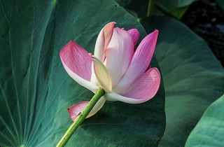 گل‌‌دهی لاله‌های تالابی+تصاویر