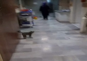 گربه بازیگوش در بخش عفونی بیمارستان! + فیلم