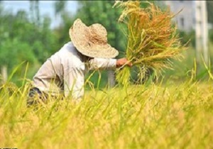 آغاز برداشت برنج