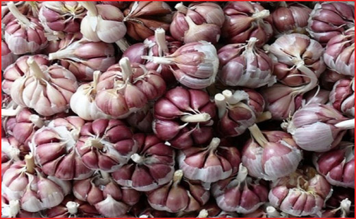 حال سیرکاران همدانی خوب نیست/ سیر همدان اسیر سیرهای فرنگی