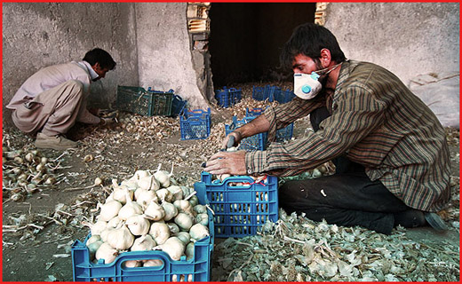 حال سیرکاران همدانی خوب نیست/ سیر همدان اسیر سیرهای فرنگی