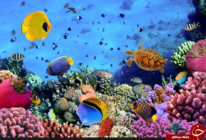 تصاویری بی نظیر از دنیا زیر آب