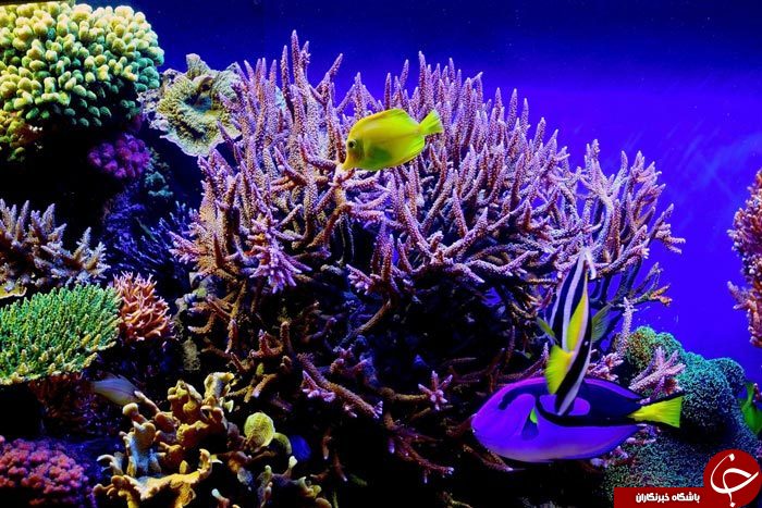 تصاویری بی نظیر از دنیا زیر آب