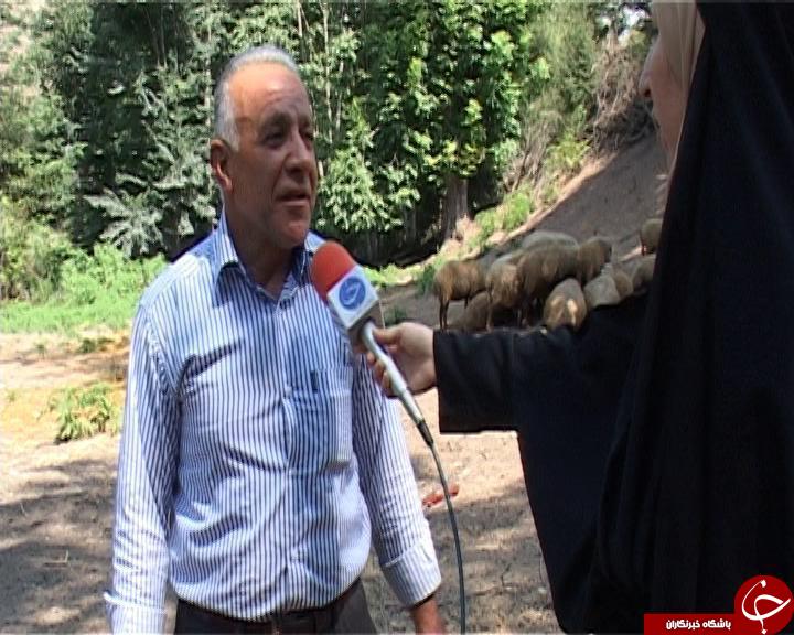 پایان فرصت سوزی اقتصادی زمین های شیبدار مازندران