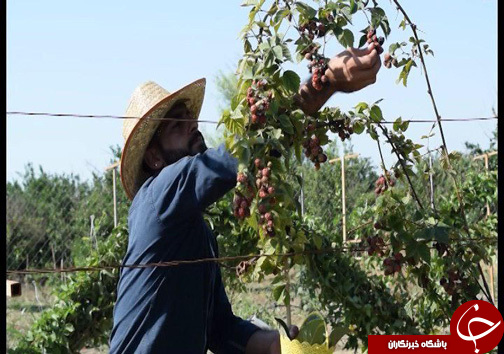 پایان فرصت سوزی اقتصادی زمین های شیبدار مازندران