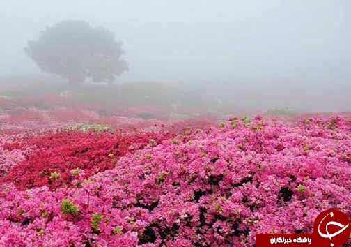 پایان فرصت سوزی اقتصادی زمین های شیبدار مازندران