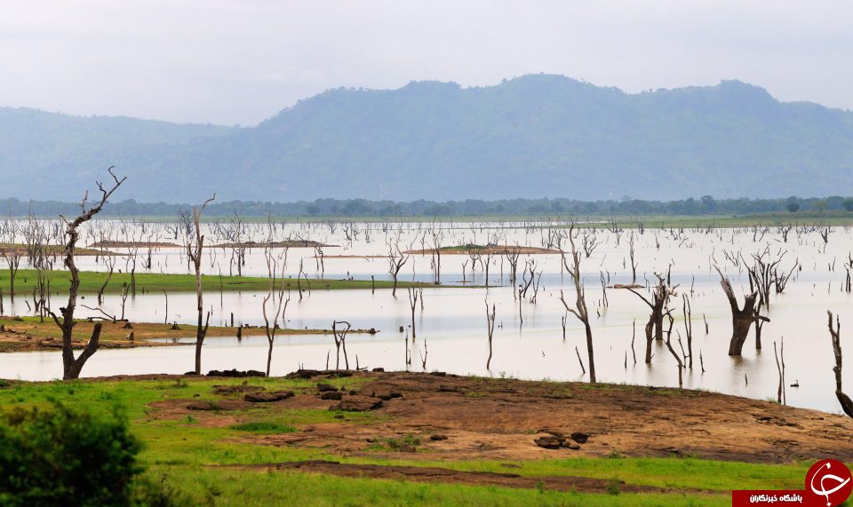 خبرنگار انگلیسی، زنده زنده توسط کروکودیل خورده شد + تصاویر
