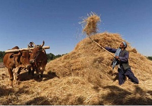 بیمه اجتماعی عامل حفظ و بقا جمعیت در روستا‌ها