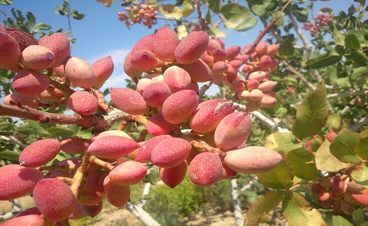 سرخط جذاب ترین خبرهای این هفته استان سمنان