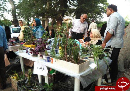 برگزاری جشن خرمن در ساری