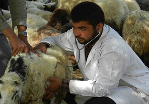 تجویز داروی دام باید تحت کنترل باشد