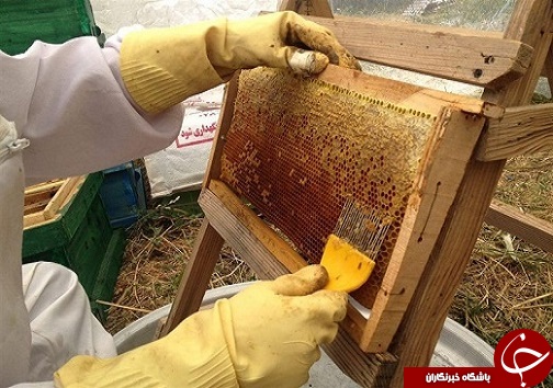 کشف کالای قاچاق میلیاردی در میاندوآب/خوی یکی از قطبهای مهم تولید عسل در کشور است /شهربازی مدرن ارومیه آماده بهرهبرداری است /شورای شهر ارومیه پیوست فرهنگی برنامههای خود را مشخص کند کشف کالای قاچاق میلیاردی در میاندوآب/خوی یکی از قطبهای مهم تولید عسل در کشور است /شهربازی مدرن ارومیه آماده بهرهبرداری است /شورای شهر ارومیه پیوست فرهنگی برنامههای خود را مشخص کند