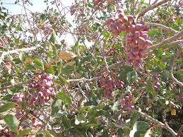 برداشت پسته در مزارع سیروان