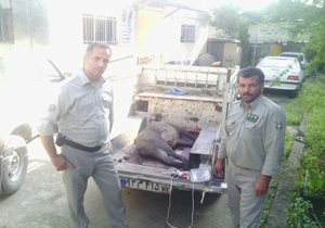 دستگیری شکارچی غیرمجاز خوک در بابل