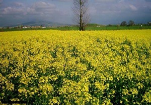 کشت کلزا برای اولین بار در شهرستان قاین آغاز شد.