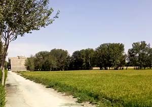 بحران خشکسالی و شالیزار برنج  در خمینی‌شهر!! + فیلم