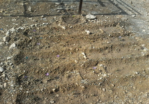 کاشت زعفران در شهرستان حاجی آباد