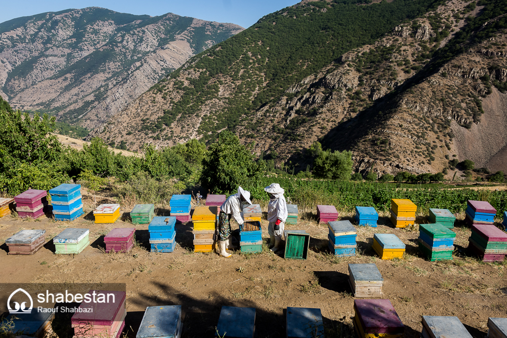 زندگی با طعم عسل+تصاویر