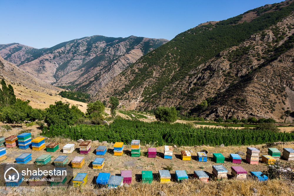 زندگی با طعم عسل+تصاویر