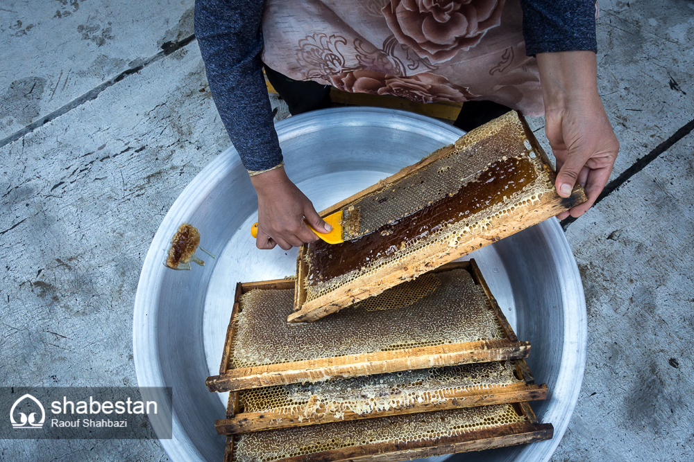 زندگی با طعم عسل+تصاویر