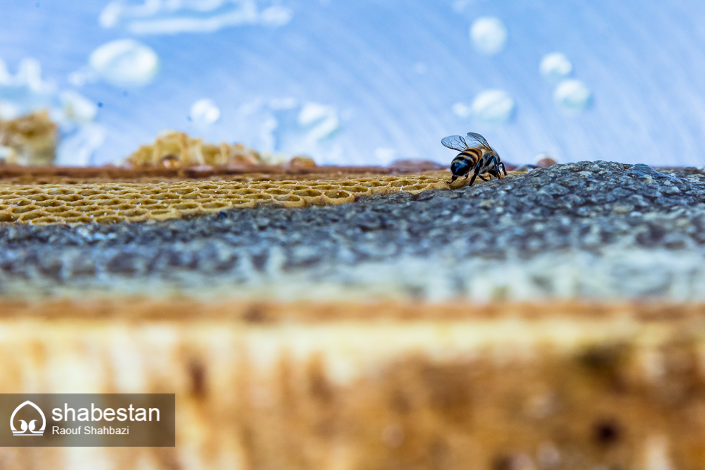 زندگی با طعم عسل+تصاویر