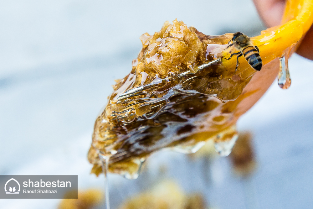 زندگی با طعم عسل+تصاویر