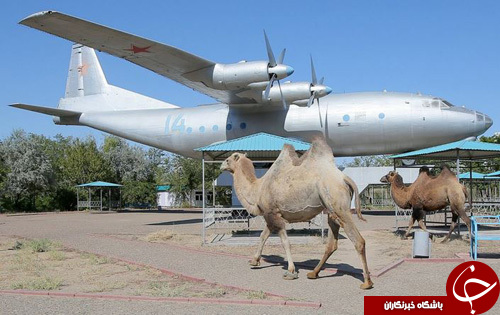 تصاویر روز: از چمن زن 11 ساله کاخ سفید تا پرواز یک ورزشکار با فلای برد تصاویر روز: از چمن زن 11 ساله کاخ سفید تا پرواز یک ورزشکار با فلای برد