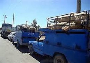 توقیف دو دستگاه خودرو نيسان دام قاچاق در ابرکوه