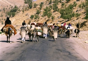 عشایر به کوچ پاییزه رفتند
