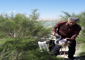 رهاسازی یک قطعه فلامینگو در اردبیل