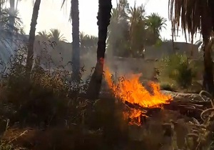 حریق در نخلستان جالق + فیلم