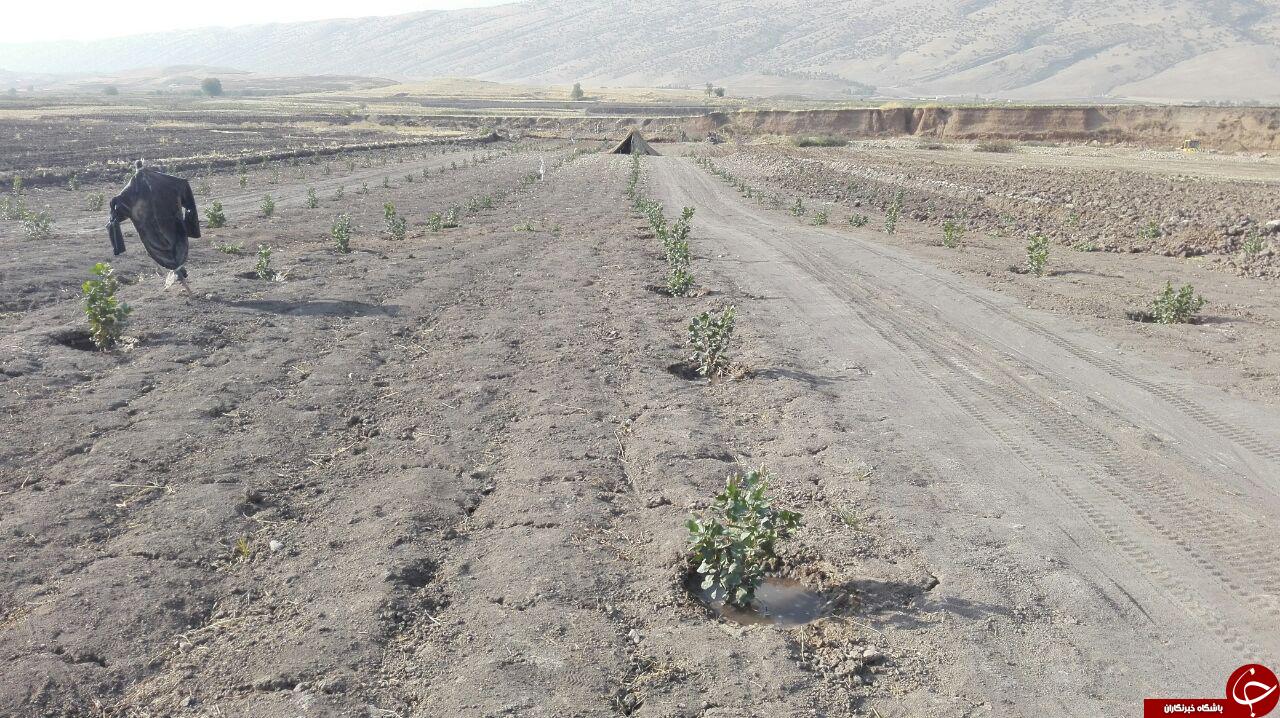خشک شدن درختان پسته در اثر بی&zwnj;آبی + تصاویر