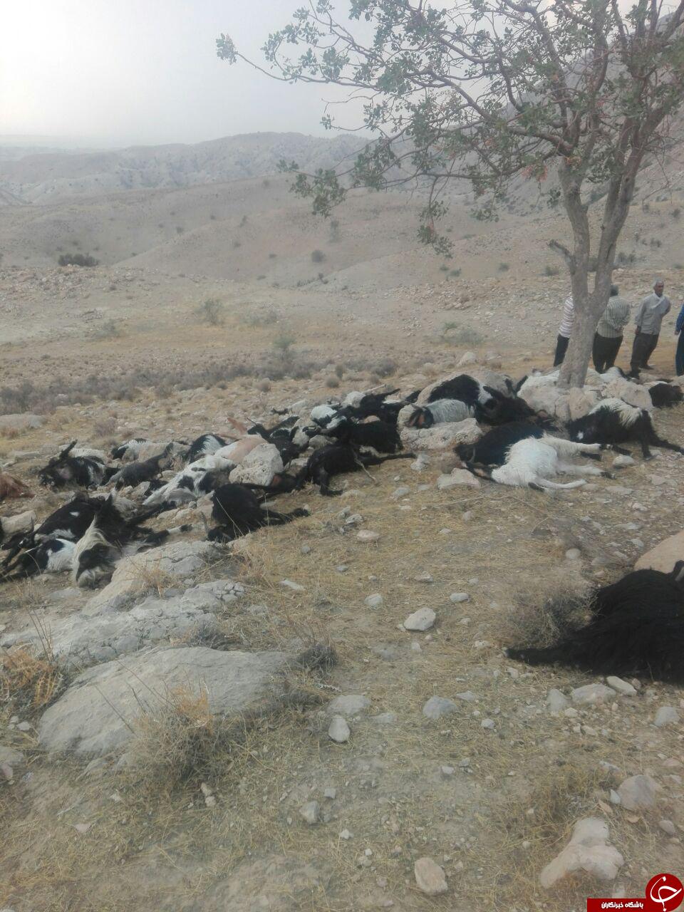 تلف شدن گوسفندان در اثر رعد و برق + تصاویر
