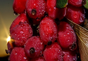 نوبرانه زرشک به بازار رسید
