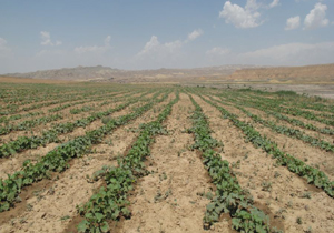آغاز کاشت هندوانه شب یلدا در هرمزگان