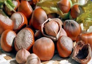 پیش بینی درآمد ۳۱۱ میلیاردی فندق کاران مازندران