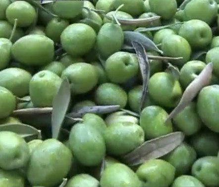 رتبه نخست زنجان در تولید زیتون کشور/جای خالی زیتون طارم در بازارهای جهانی