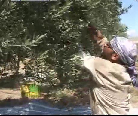 رتبه نخست زنجان در تولید زیتون کشور/جای خالی زیتون طارم در بازارهای جهانی