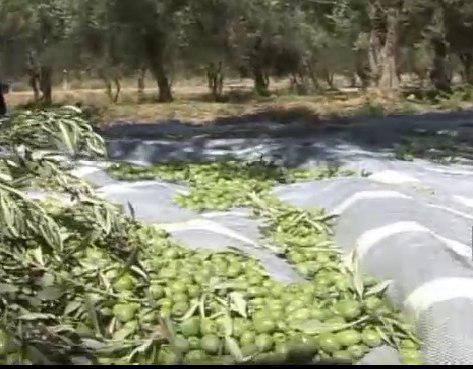 رتبه نخست زنجان در تولید زیتون کشور/جای خالی زیتون طارم در بازارهای جهانی