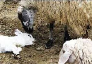 صدور458 کارت شناسایی صنعتگران در خراسان جنوبی