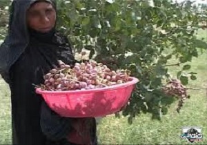 برداشت بیش از ۴ هزار تن پسته از باغات سیستان و بلوچستان