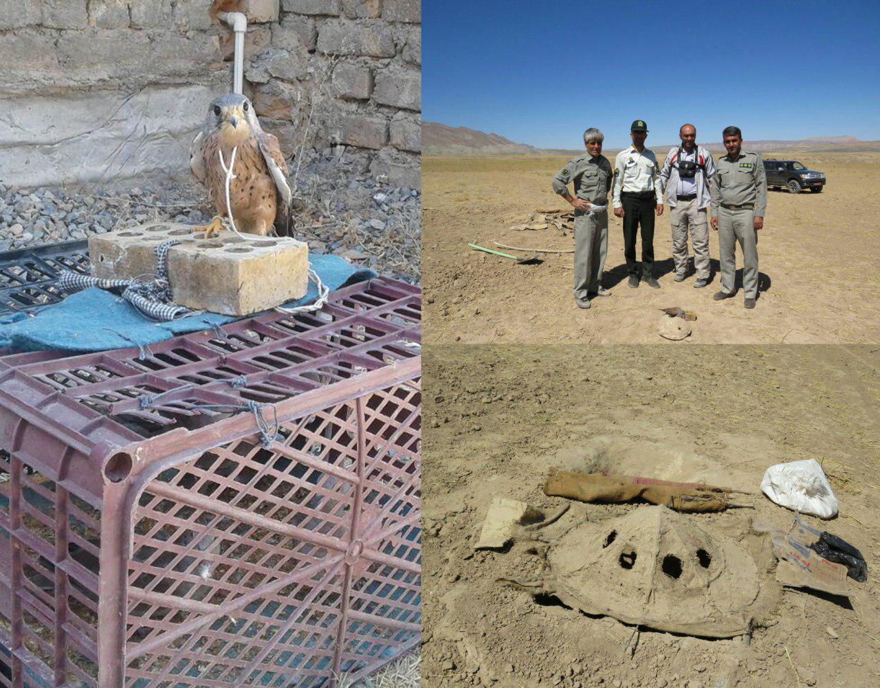 دستگیری صیادان پرندگان شکاری در کلات