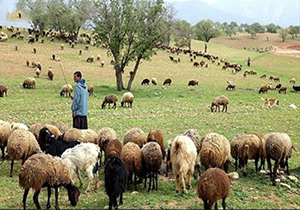 توزیع ۲۰  هزار تن علوفه دامی بین عشایر فارس