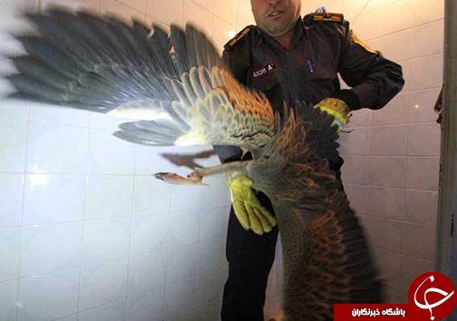 نجات پرنده حواصیل از منزل مسکونی