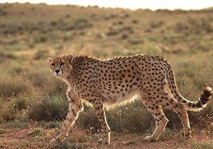ثبت تصویر یوز پلنگ در پارک ملی توران