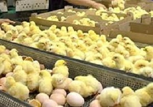 تزریق بیش از ۲۳ میلیون قطعه جوجه به مرغداری‌های کردستان